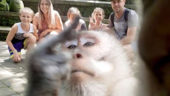 Drzá opice vystrčila na rodinné fotografii prostředníček