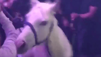 VIDEO: Bizár! Žena začala v klubu rajtovat na koni a zranila přitom několik lidí! Tyhle záběry opravdu nepochopíte