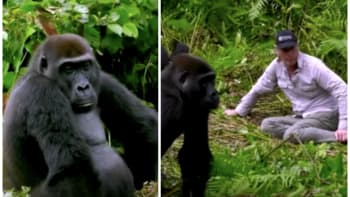 VIDEO: Muž chtěl představit svou novou manželku divokým gorilám, které kdysi pomohl zachránit. Tuhle reakci ale nikdo nečekal