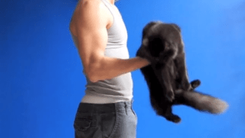 Týrání zvířat nebo super nápad? VIDEO, jak si opatřit svaly s domácí kočkou místo činky