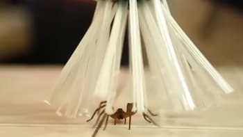 VIDEO: Bojíte se pavouků? Tahle jednoduchá pomůcka vás před těmi bestiemi zachrání!