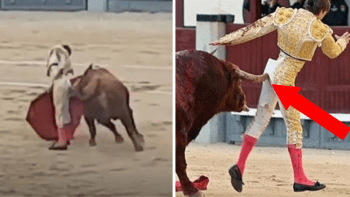 VIDEO: Rozzuřený býk nabral toreádora na roh a brutálně mu roztrhal zadek. Tyhle záběry nejsou pro slabé povahy