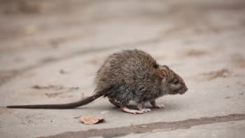 VIDEO: Čističi našli v kanálu monstrózní krysu! Kde se tam vzala?