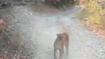 VIDEO: Týpek natočil, jak ho 6 minut pronásleduje nebezpečná puma! Z těchto záběrů mrazí