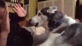VIDEO: Pokusil se zmlátit svou přítelkyni. Pes hrdina mu ale ukázal, že na jeho paničku se nesahá!