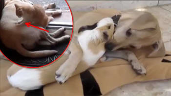 To je lásky: Kočka masíruje psa a morče se mazlí se štěnětem! (Divácké video)