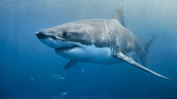 VIDEO: Potápěč natočil epický souboj dvou žraloků! Tyhle krvavé záběry vás budou budit ze snů