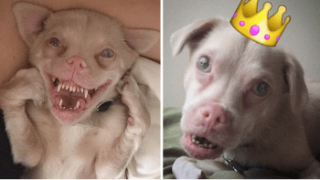 GALERIE: Nejošklivější pes Instagramu se stal hvězdou internetu kvůli naprosto úžasnému důvodu…