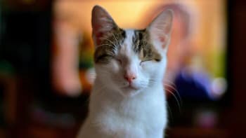 ODHALENO: 10 zajímavých faktů o kočkách, které jste ještě neslyšeli. Co znamená, když na vás pomalu zamrkají?