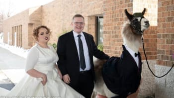 GALERIE: Muž si přivedl na svatbu své sestry lamu. Její šílený výraz rozesmála celý internet