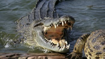 Týpek na Floridě hledal frisbee v jezírku s aligátory. O pár hodin později ho našli mrtvého