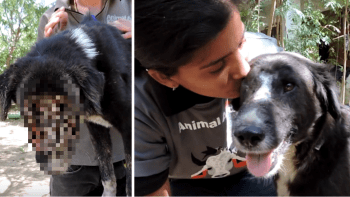 VIDEO: Pes přišel o půlku hlavy! Ale zachránili ho. Podívejte se na neskutečnou cestu za uzdravením…