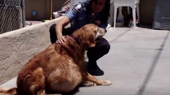 VIDEO: Tenhle pes žil s dvacetikilovým nádorem na boku! Podívejte se, jak dopadla operace...