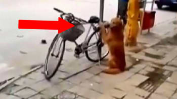 VIDEO: Muž nechal svého psa venku s kolem! Po chvíli si kolemjdoucí všimli, co tam ve skutečnosti dělal