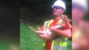 VIDEO: Dělník zachránil malého srnečka. Reakce zvířete, když ho muž pustil, dojala celý internet