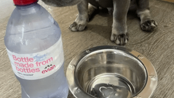 FOTO: Žena svého psa tak rozmazlila, že už nepije obyčejnou vodu. Kolik kvůli tomu utratí?