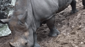 GALERIE: Návštěvníci ZOO vyrývali svá jména do ubohého nosorožce! Z těchto fotek vám bude do pláče
