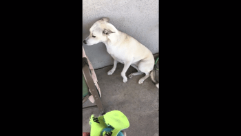 VIDEO: Záběry na stydlivého psa vás dostanou. Takhle provinile se netváří ani lidé...