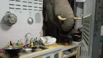 VIDEO: Hladový slon prorazil zeď do kuchyně. Co na to vyděšená majitelka domu?
