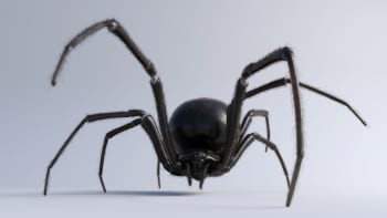 FOTO: Zoo objevila nový jedovatý druh pavouka. Může žít několik dekád!