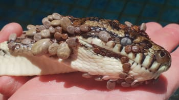 GALERIE: Lovec hadů našel v bazénu krajtu se stovkami přisátých klíšťat. Nic odpornějšího jste ještě neviděli