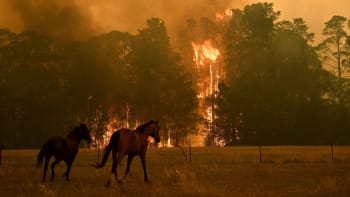V děsivých požárech v Austrálii už zahynula více než miliarda zvířat! Jak můžete i vy pomoct?