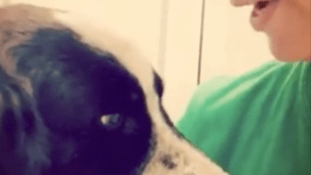 VIDEO: Srdceryvná reakce psa, kterého majitelé odvedli do útulku, dojímá internet. Tyhle záběry rozbrečí i ty nejotrlejší povahy