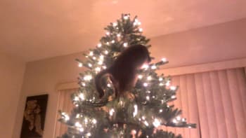 Kočky versus vánoční stromky: Pecka VIDEO baví internet