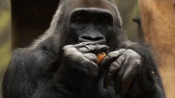 Nadílka v ZOO: O dárky u šimpanzů byla rvačka