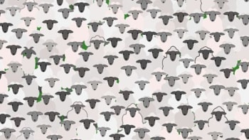 FOTO: Optická hádanka, která dobývá internet! Najdete kozu schovanou mezi ovcemi?