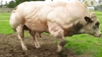 VIDEO: Nechutné záběry býka, který byl stvořen jen pro maso! Kam je až lidstvo schopné zajít?