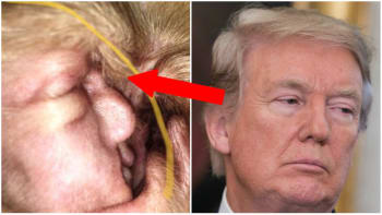 FOTO: Podoba, ze které šílí internet! Pes má v uchu cystu, která vypadá přesně jako Donald Trump
