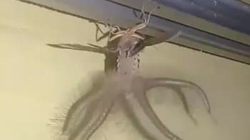 FOTO: Týpek našel doma monstrózního brouka. Lidé si myslí, že je to netvor ze Stranger Things!