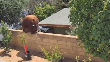 VIDEO: 17letá holka bojovala s medvědicí, která jí vlezla na zahradu! Drsné záběry děsí internet