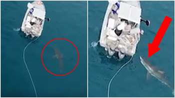 VIDEO: Agresivní velký bílý žralok zaútočil na loď! Děsivé záběry z dronu ukazují, jak se mu málem podařilo loď převrátit!