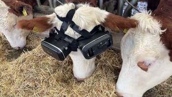 Krávy dostaly brýle s virtuální realitou. Farmář jim promítá imaginární louku