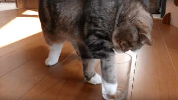 VIDEO: Je vaše kočka pravák, nebo levák? Test z Japonska to prozradí!