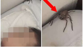 FOTO: Otec uviděl nad hlavou svého syna obřího pavouka. Jeho reakce teď baví celý internet