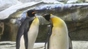Pár homosexuálních tučňáků adoptoval vejce. Tatínkové se tak konečně dočkají potomka!