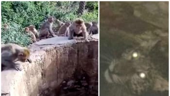 VIDEO: Kamera zachytila, jak opice zachránily život leopardovi, který uvízl ve studni. Jejich čin dojímá internet
