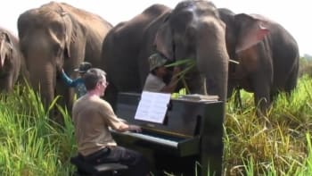 "Sonáta pro Plara": Klavírista zahrál nejstaršímu slonovi na světě a pak…