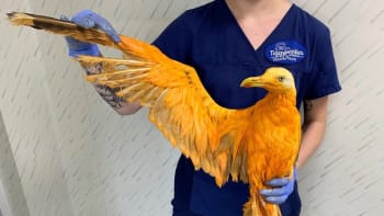 GALERIE: Veterináři měli zachránit vzácného ptáka! Ukázalo se, že je to jen racek namočený v kari