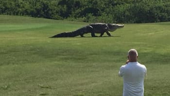 VIDEO: Děsivé! Po golfovém hřišti se procházel obrovský aligátor!