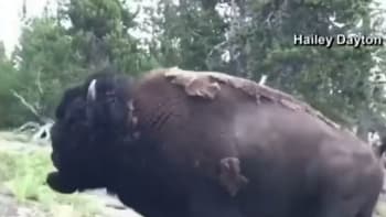 VIDEO: 9letou dívku srazil rozzuřený bizon. Při děsivém útoku ji odhodil vysoko do vzduchu! Co jí stalo?