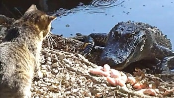 VIDEO: Krokodýl měl chuť na kočku. Podívejte se, jak ho zahnala