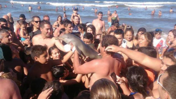 GALERIE: Z toho mrazí! Malý delfín zemřel kvůli pouhému selfíčku!