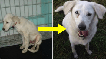 GALERIE: Neuvěřitelné proměny týraných psů! Těchto 10 fotek ukazuje dojemné příběhy záchrany