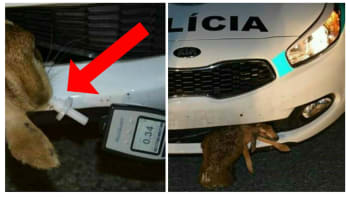 FOTO: Slovenští policisté pobouřili internet fotkou mrtvého opilého zajíce! Co je na ní tak strašného?