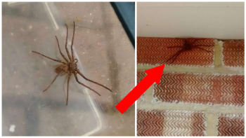 GALERIE: Je tohle nejděsivější pavouk světa? Muž našel doma toto obrovské monstrum, které děsí internet!