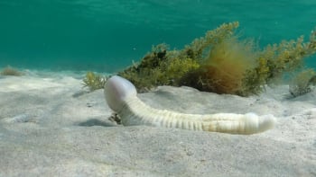 Červ ve tvaru penisu?! Fotografka našla na dně oceánu podivné stvoření